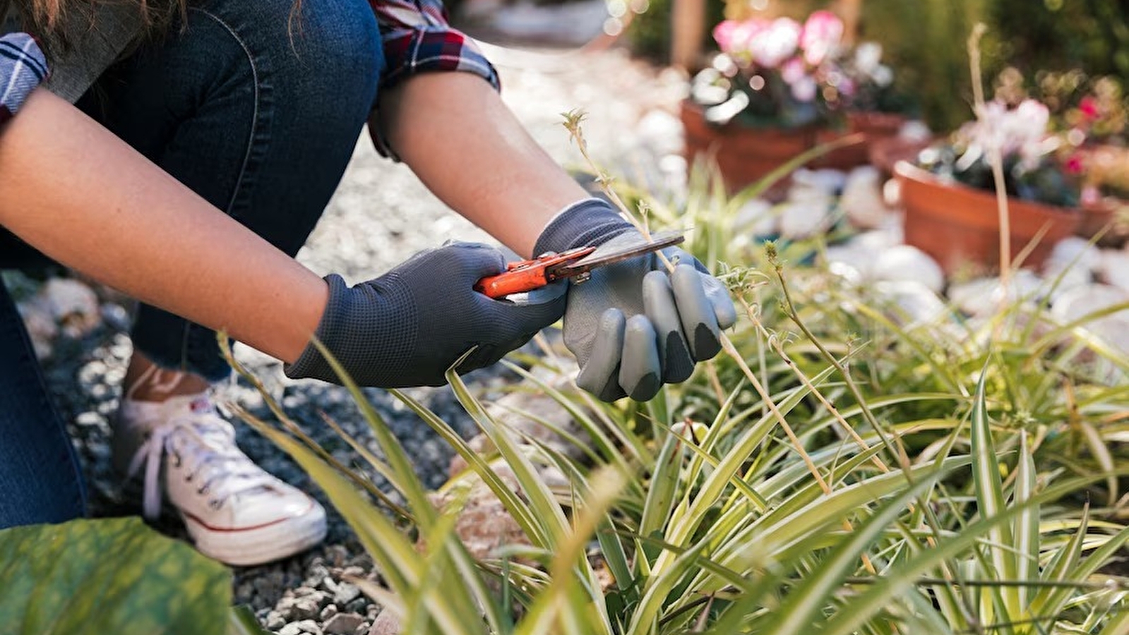 Vide jardin