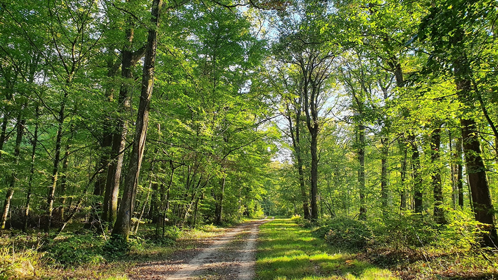 Randonnée à Sougy-sur-Loire / Boucle du Bois des Frétys