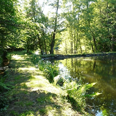 Le nid du moulin des oiseaux