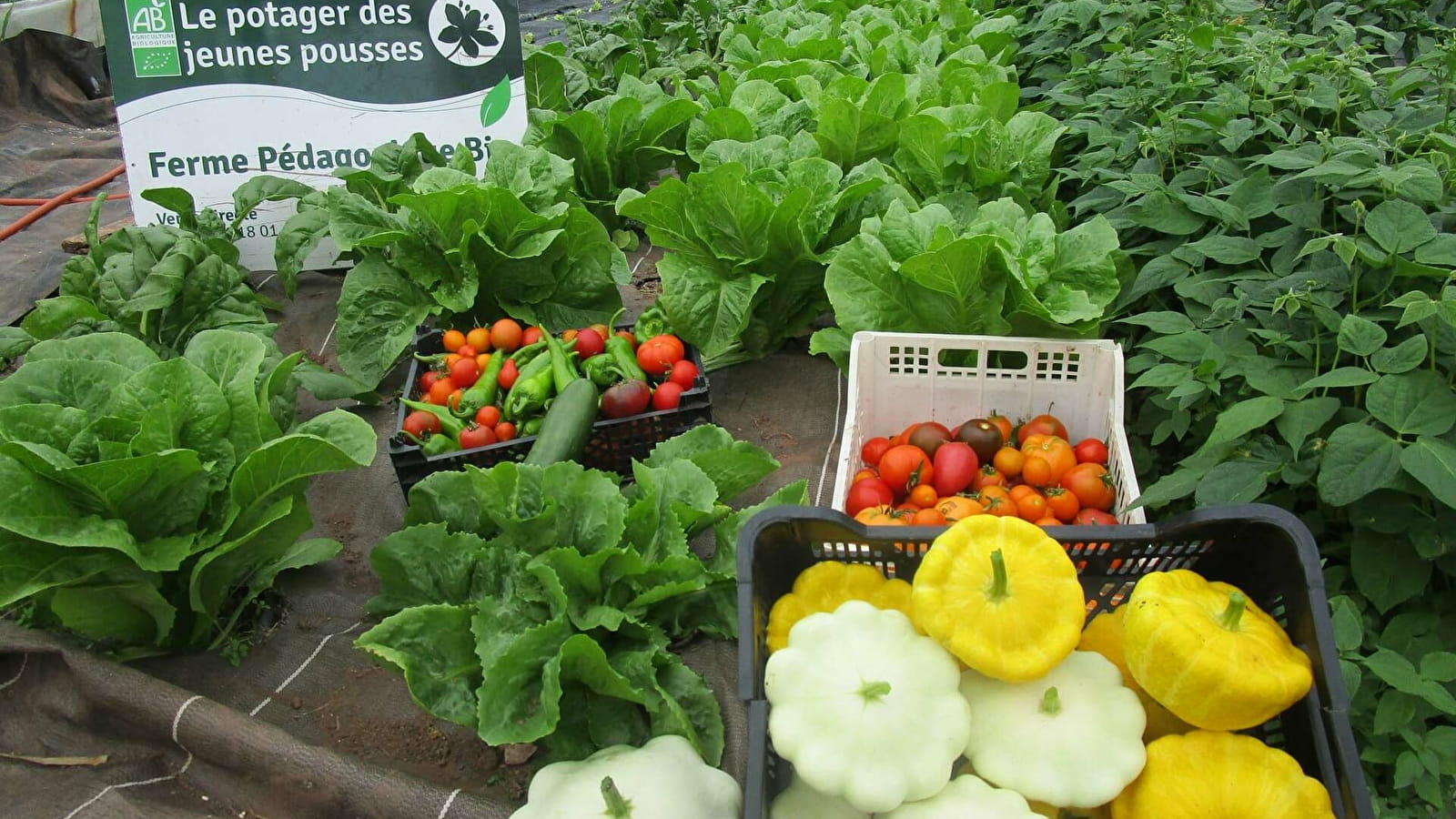 Le Potager des Jeunes Pousses