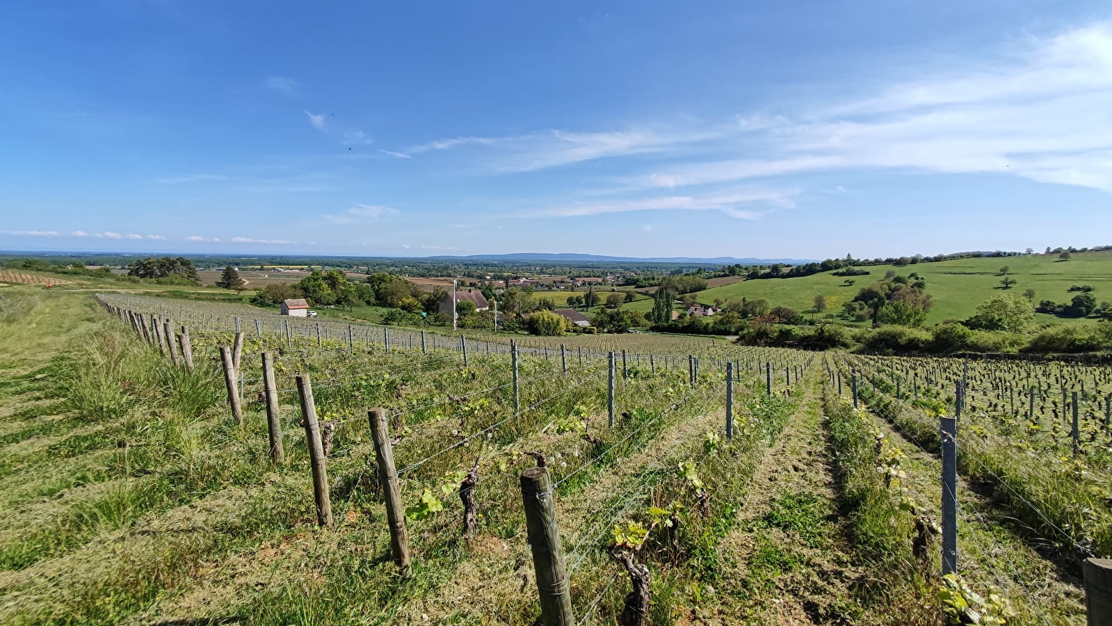 Immersion dans les vignes