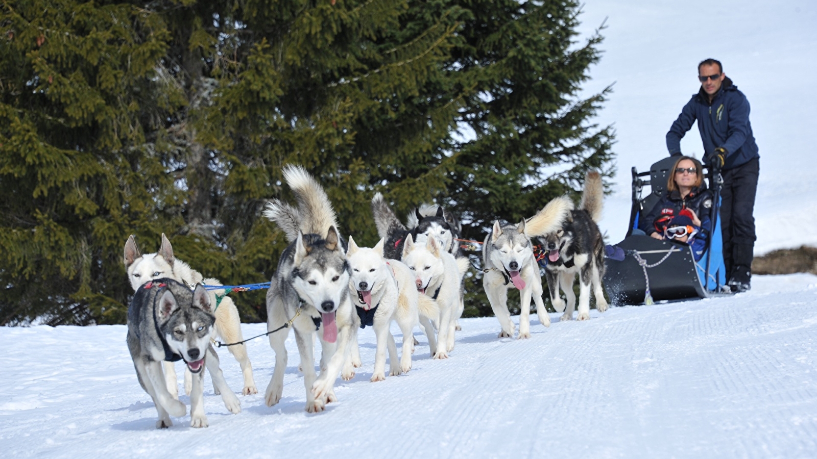 Free Sled - Chiens de traineaux