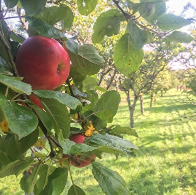 La Ferme du Moineau, pépinière d'arbres fruitiers bio