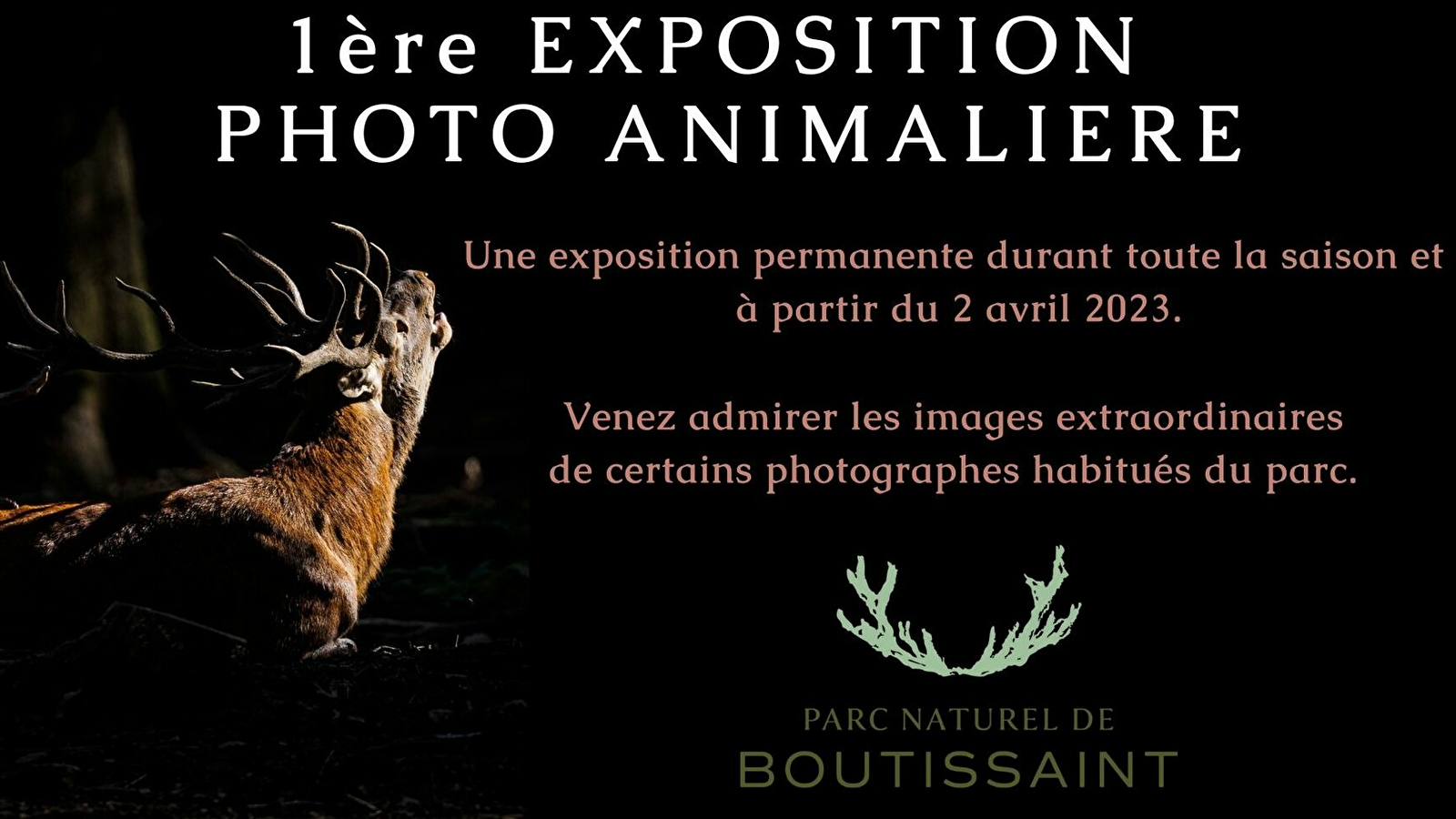 Photographies animalières