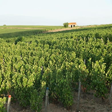 Caves de Pouilly sur Loire