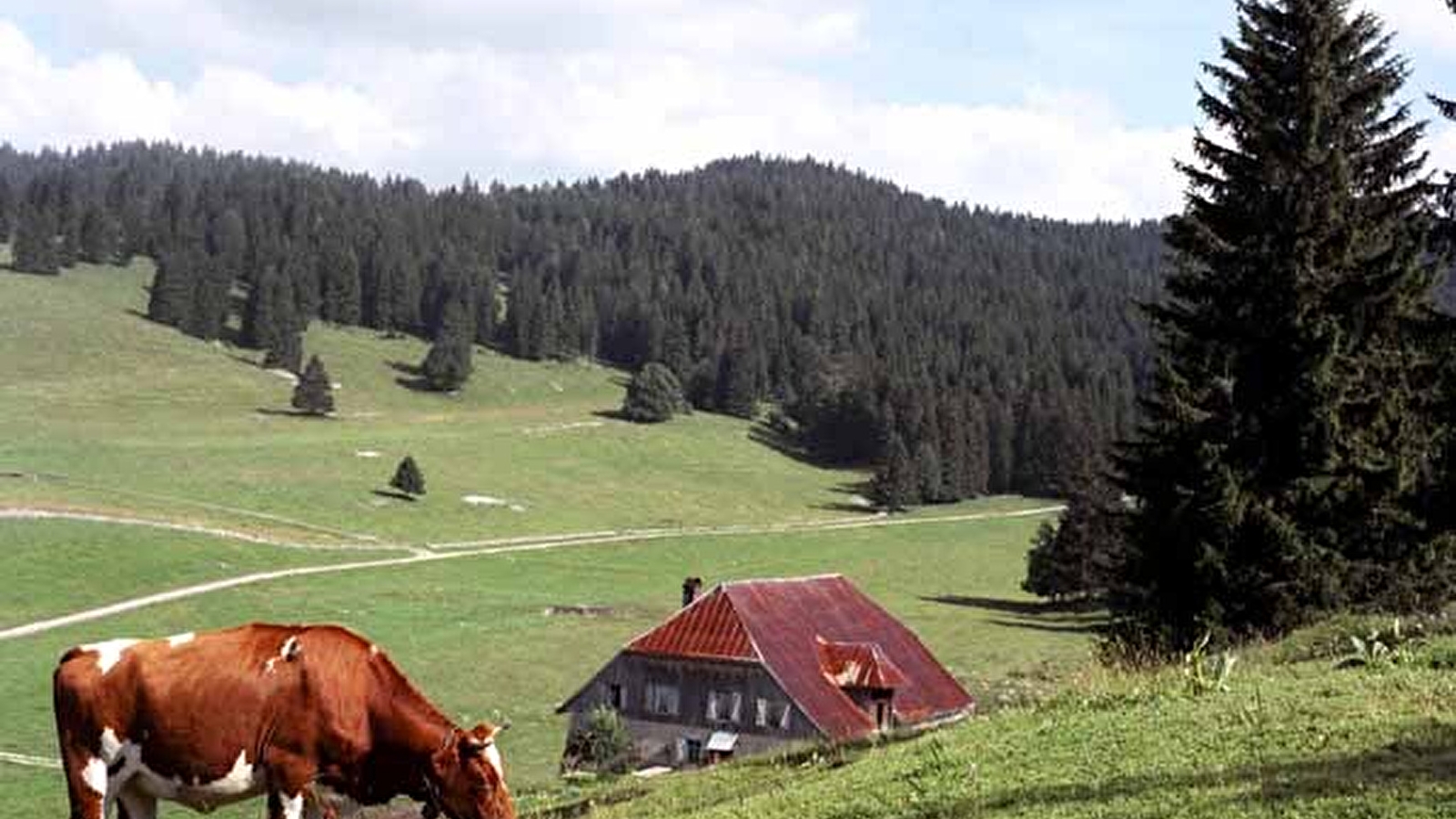 Prés-bois des Bâties