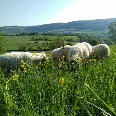 Les fromages de brebis de Coline