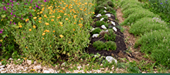 Visite jardin/distillerie/dégustation - LANDRESSE
