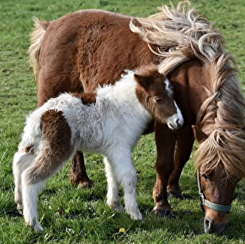 Stage poney avec goûter - MALBUISSON