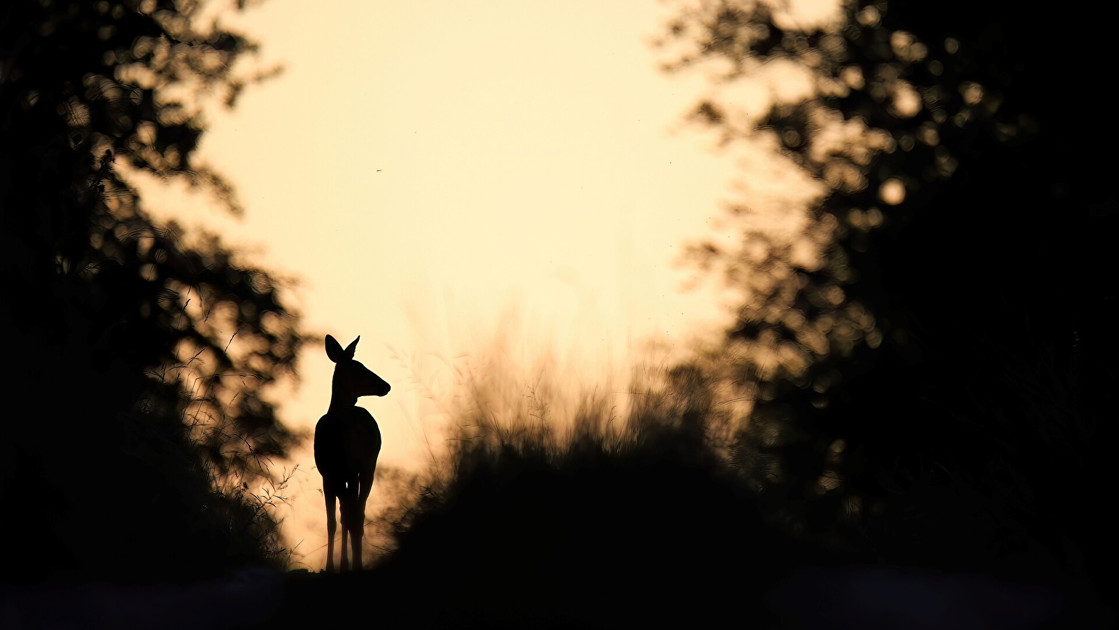 Rando Nocturne au Parc national de forêts