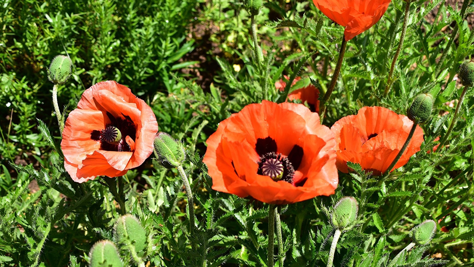 Visites des jardins tout l'été