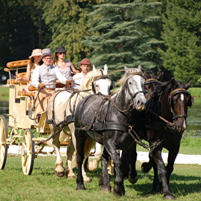 Traits Audacieux - Équitation pleine nature & école d'attelage