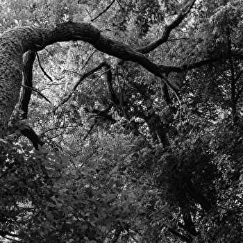 EXPOSITION 'Quand la forêt rencontre la Loire' - POUILLY-SUR-LOIRE