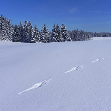 Randonnée raquette sur les traces de la faune sauvage