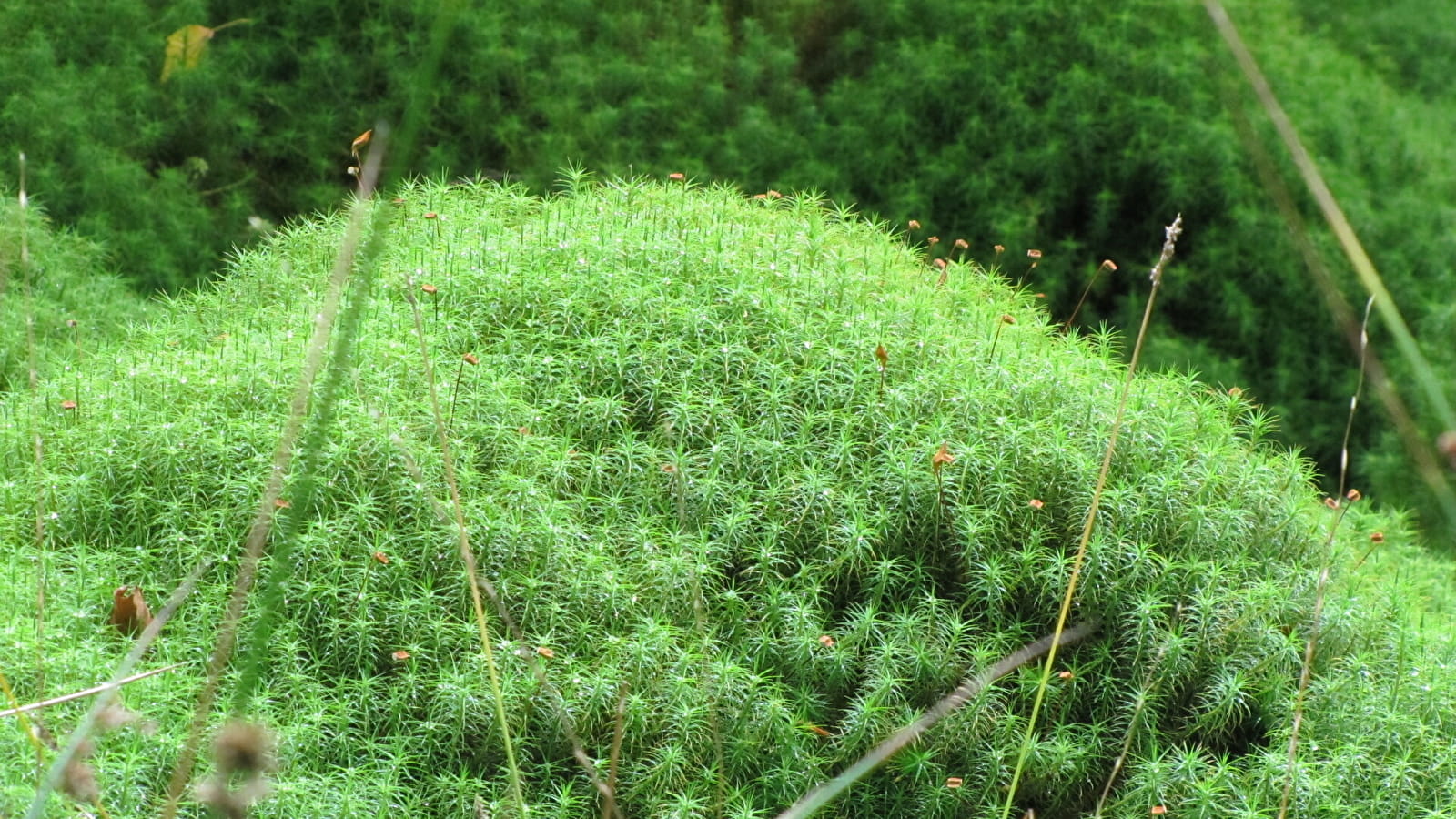 Forêt de Prémery