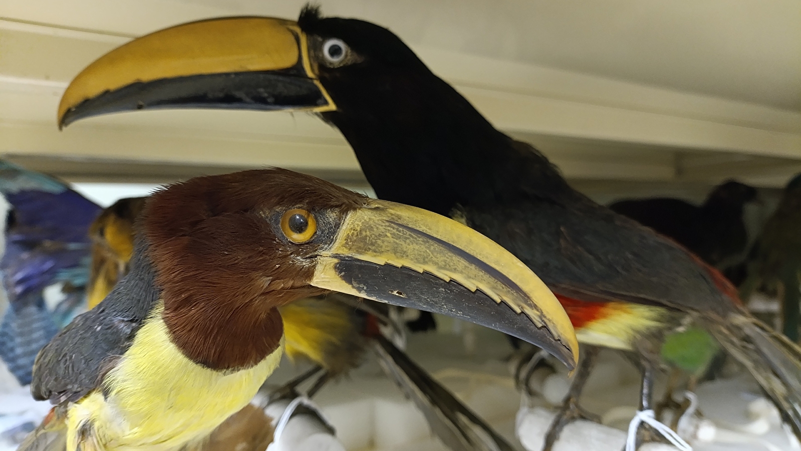 Les oiseaux exotiques du Muséum (Journées Européennes du Patrimoine)