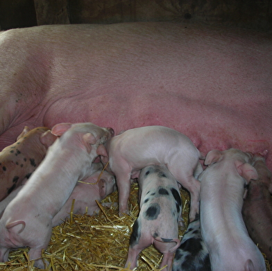 La Ferme des Blancs