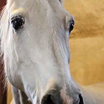 Halloween au Haras - CLUNY