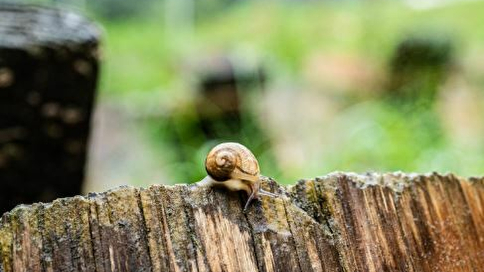 Le Moulin Burignat : Les jeudis escargots