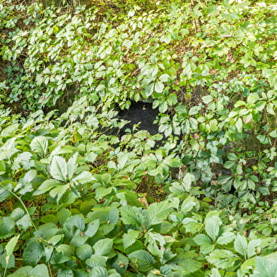 Le sentier de la tour