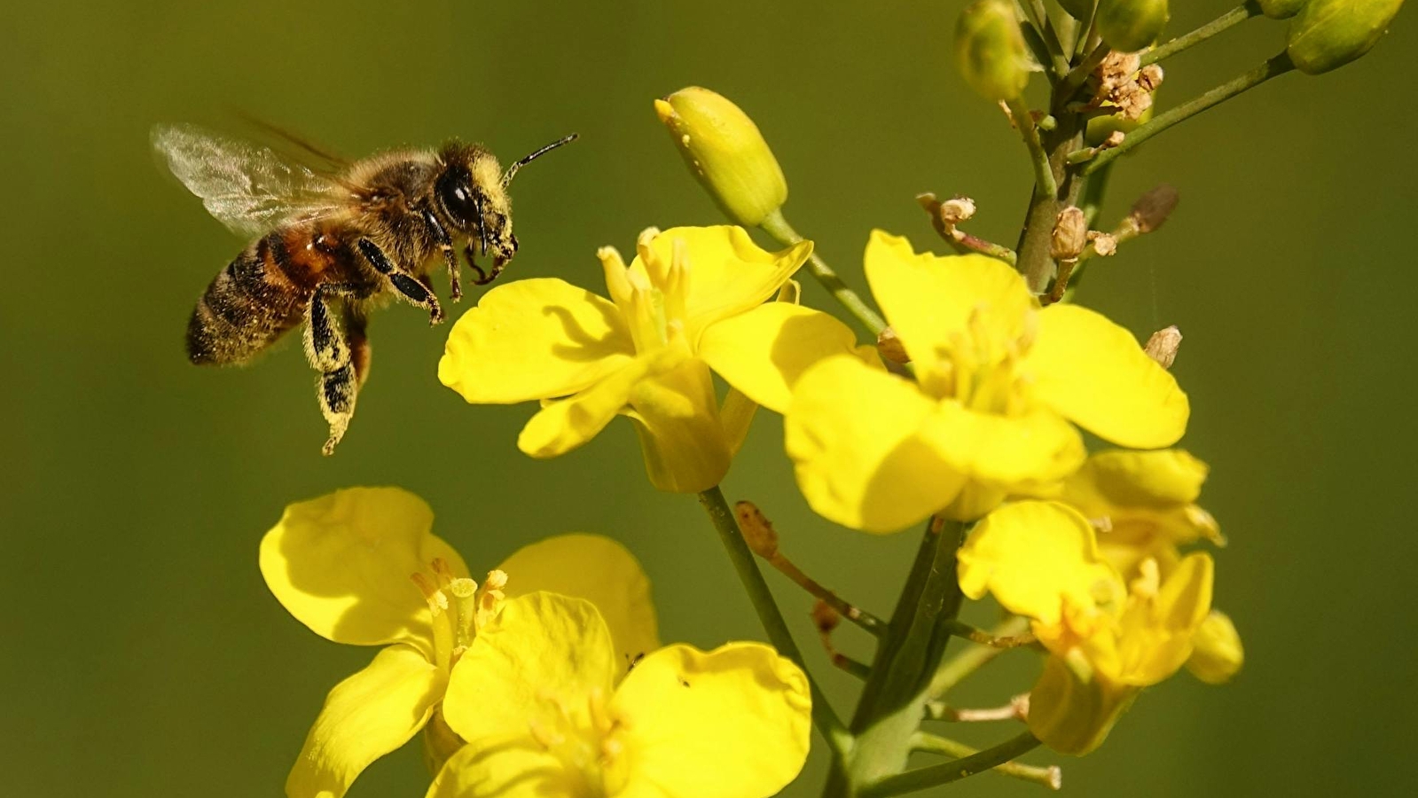 Visite : Le monde des abeilles