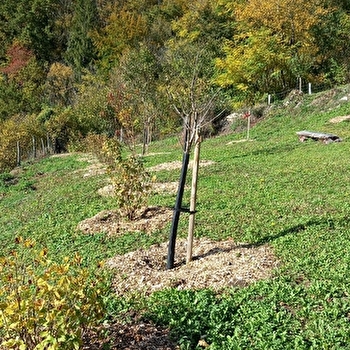 Verger communal de sauvegarde de Nans-sous-Sainte-Anne - NANS-SOUS-SAINTE-ANNE