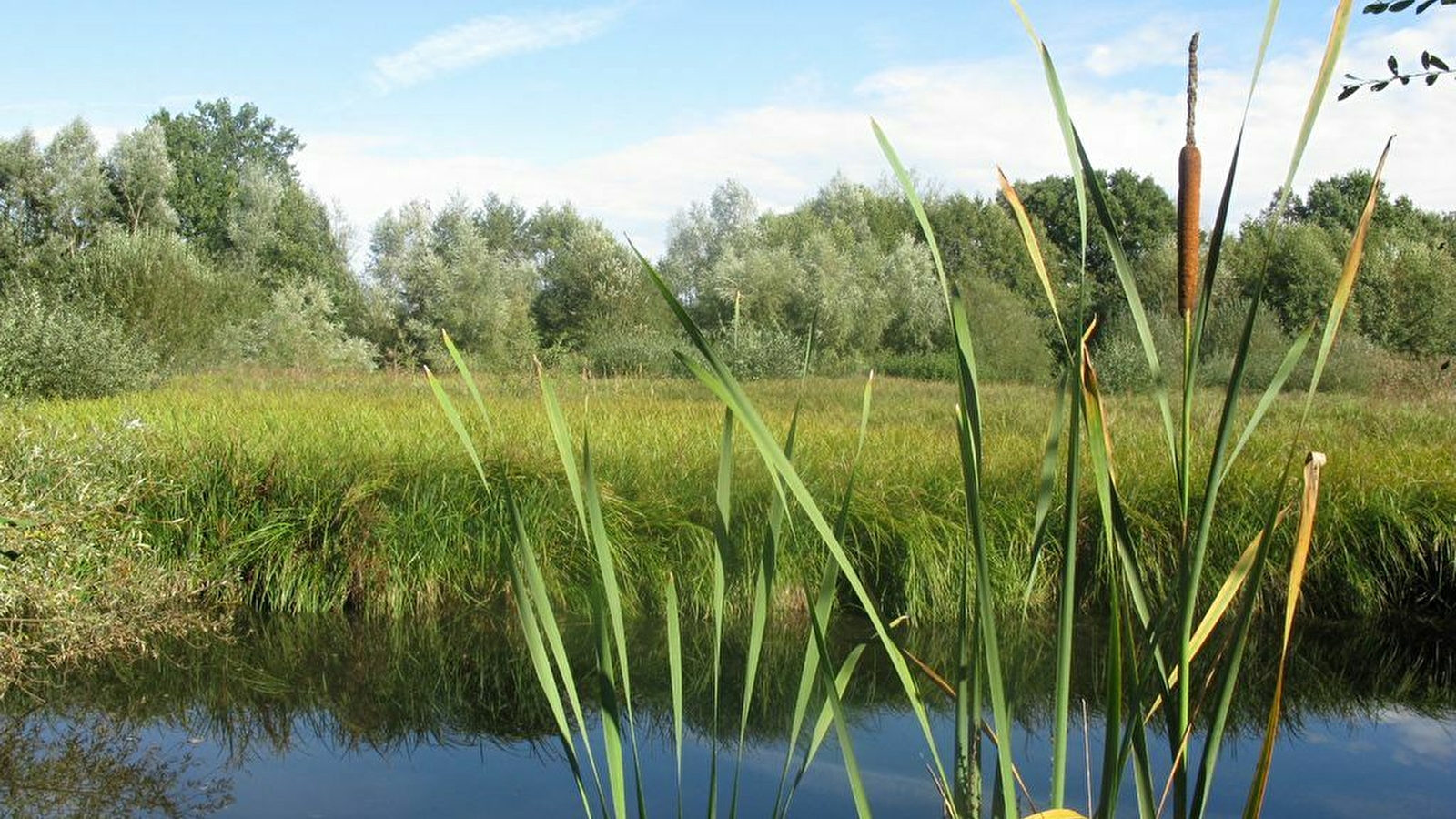 Le petit peuple du marais