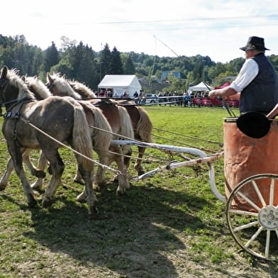 Concours National du Cheval de Trait comtois