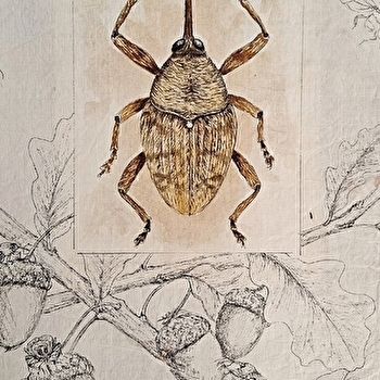 Fête de la Science : Insectes et Loire - MARCIGNY