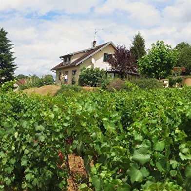 Chambres d'hôtes - la maison dans la vigne