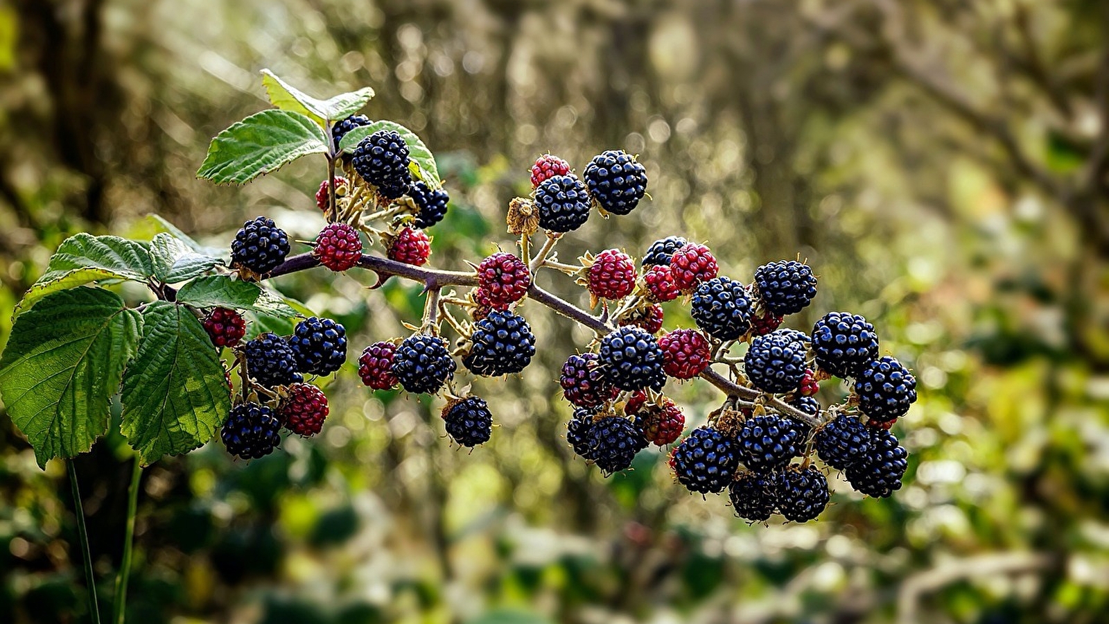 Fruits, confitures et cie