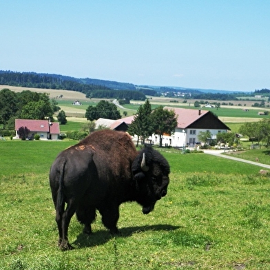 Les Bisons du Sachuron