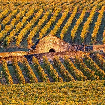 Chemins de Bourgogne - Matinée en Côte de Beaune en petit groupe - Beaune