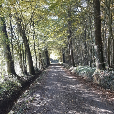 Bresse Vallons - Etangs de Bizadan et de But - Voie royale