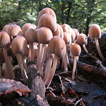 Sortie nature - À la rencontre des champignons - PONTARLIER