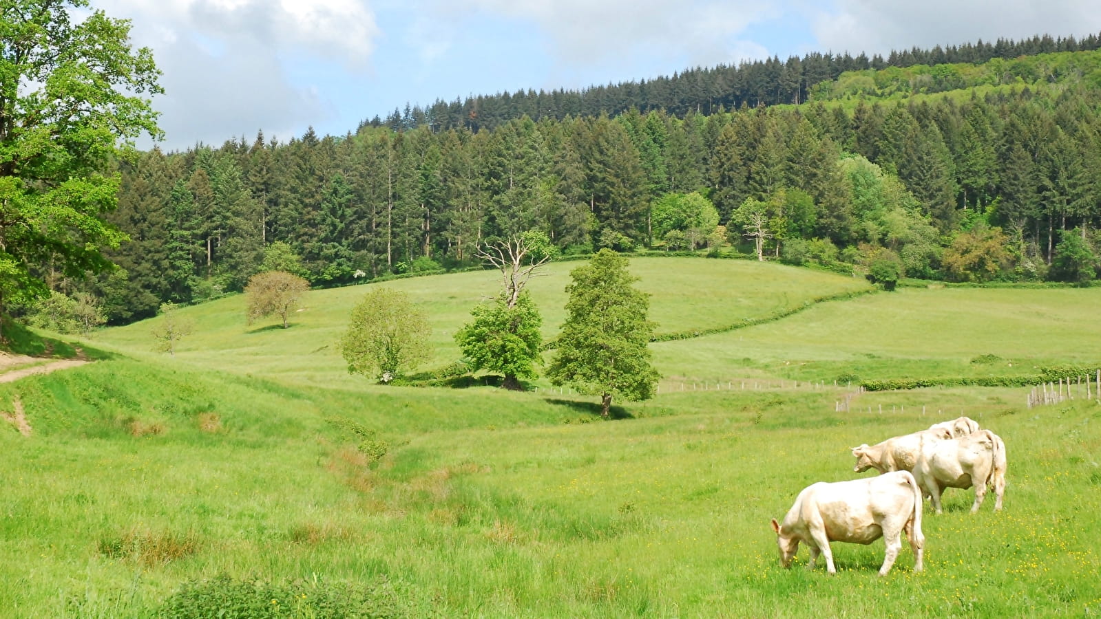 Entre étang et forêts 