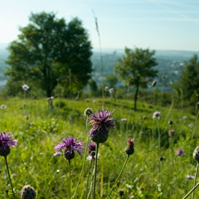 Zone Natura 2000 de Saint-Martin-du-Tertre