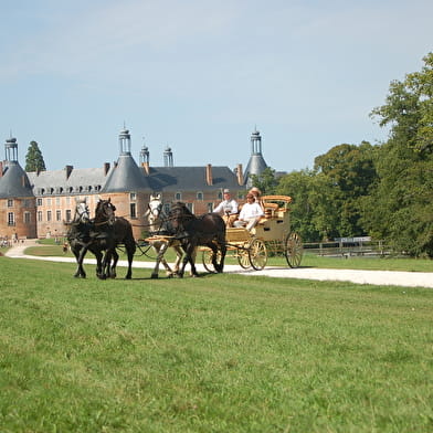 Traits Audacieux - Équitation pleine nature & école d'attelage