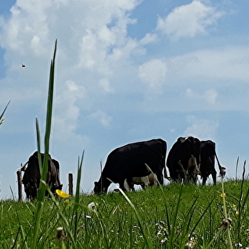 Visite de la Ferme de Neuftables - LUTHENAY-UXELOUP