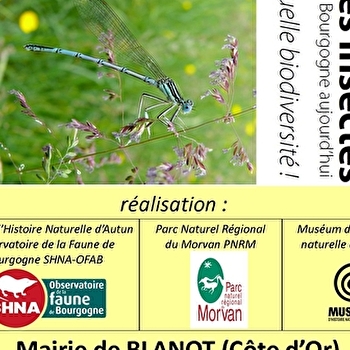 Exposition : les insectes en Bourgogne aujourd'hui, quelle biodiversité ! - BLANOT