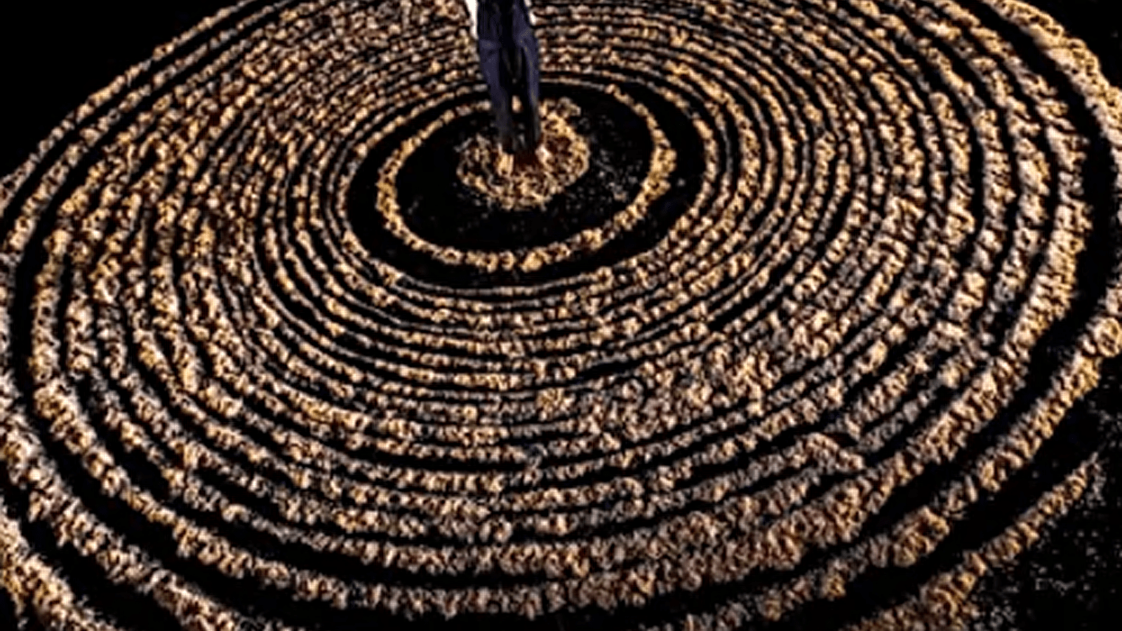 Théâtre : L'utopie des arbres (Festival Nuits des forêts 2025) - Parc national de forêts