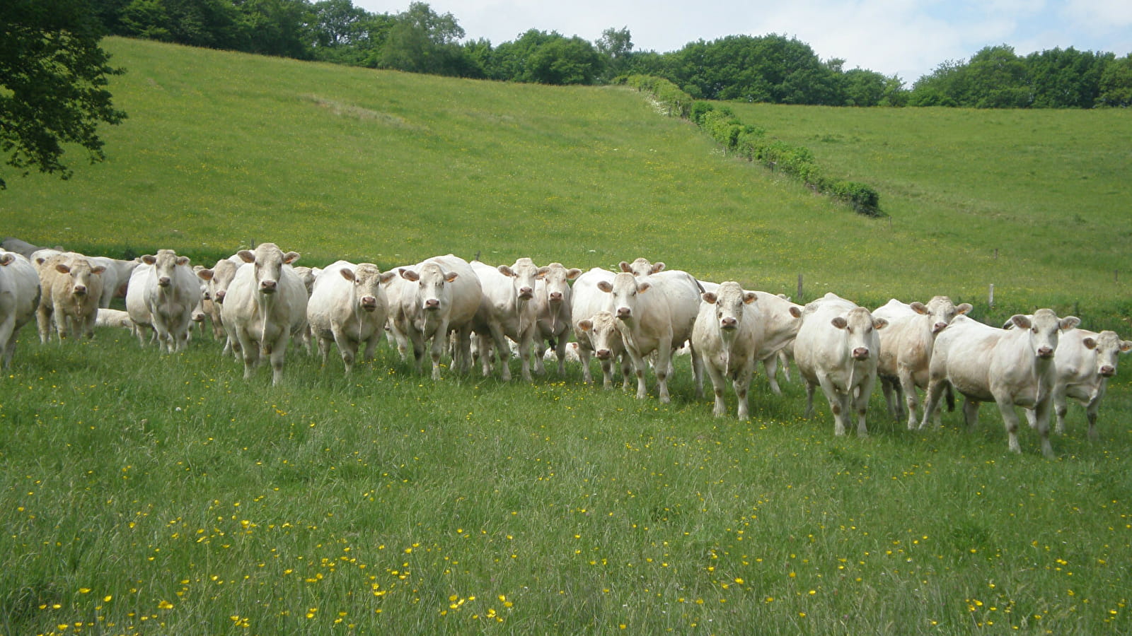 GAEC de l'Ouche à la Ville