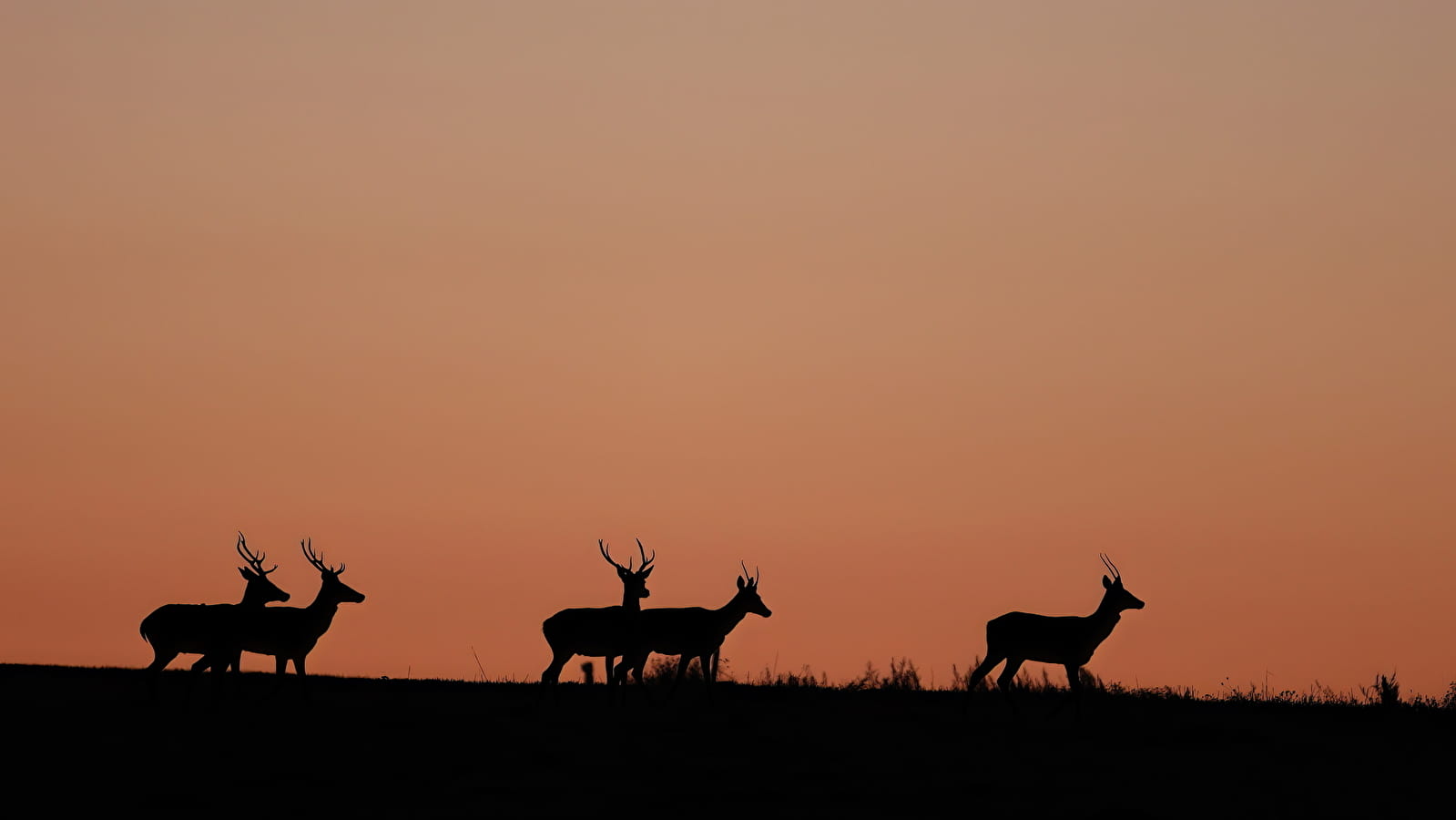 Affût sauvage au crépuscule au Parc national de forêts
