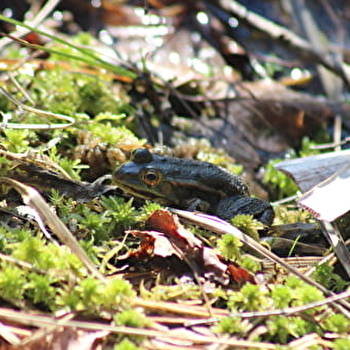 Sortie naturaliste : les amphibiens et reptiles des tourbières de Frasne - FRASNE
