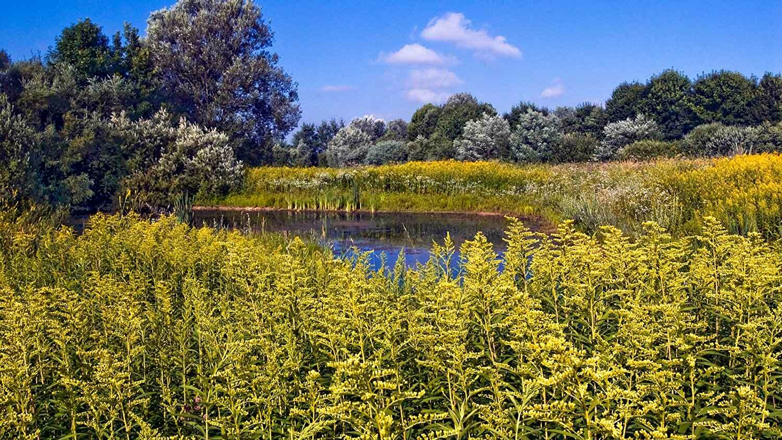 Réserve naturelle régionale de la basse-savoureuse