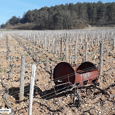 Balade commentée dans le vignoble de Chablis