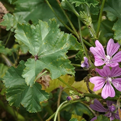 Sortie Découverte - Plantes sauvages comestibles et médicinales de la vallée de la Loue