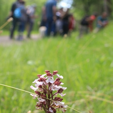 Les orchidées sauvages _ENS2024  'sur réservation'