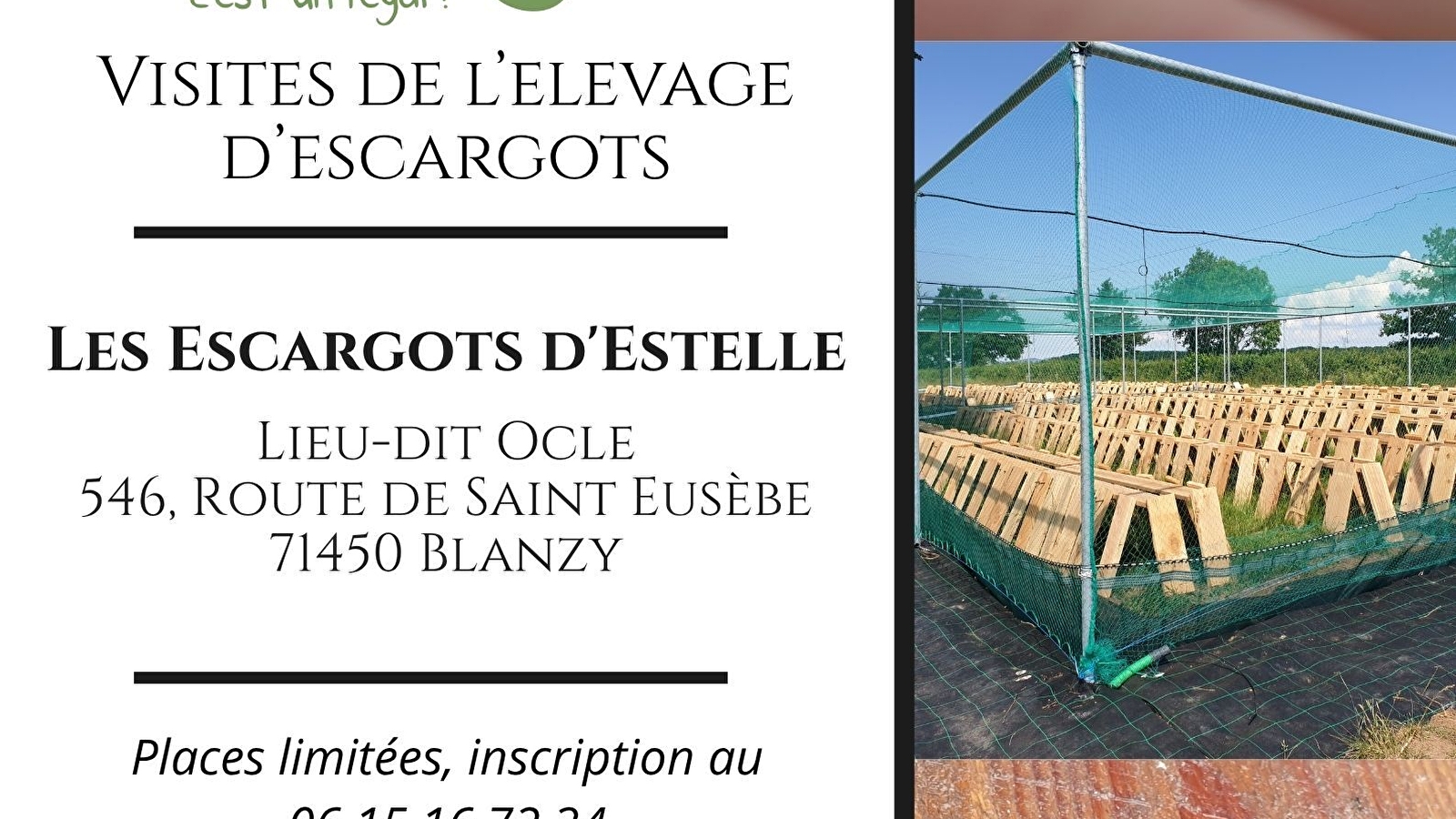 Visite de l'élevage d'escargots