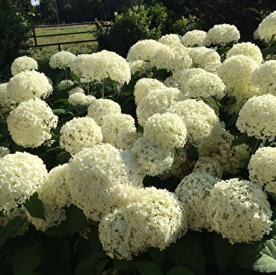 Les jardins des Soussilanges